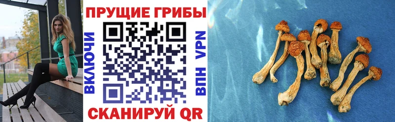 МЕГА онион  Дмитриев  Псилоцибиновые грибы Cubensis  закладка 